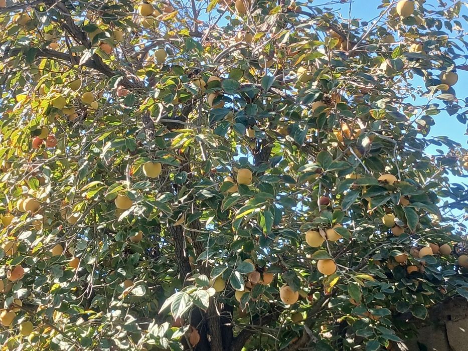 Г.Навои. "Хосил"  Obyekt davlat ro'yxatidan o'tkazilgan.