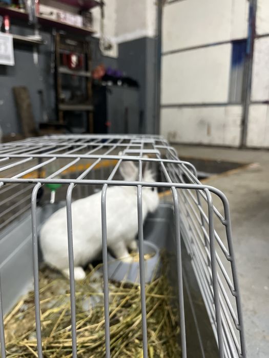 Кролик домашний