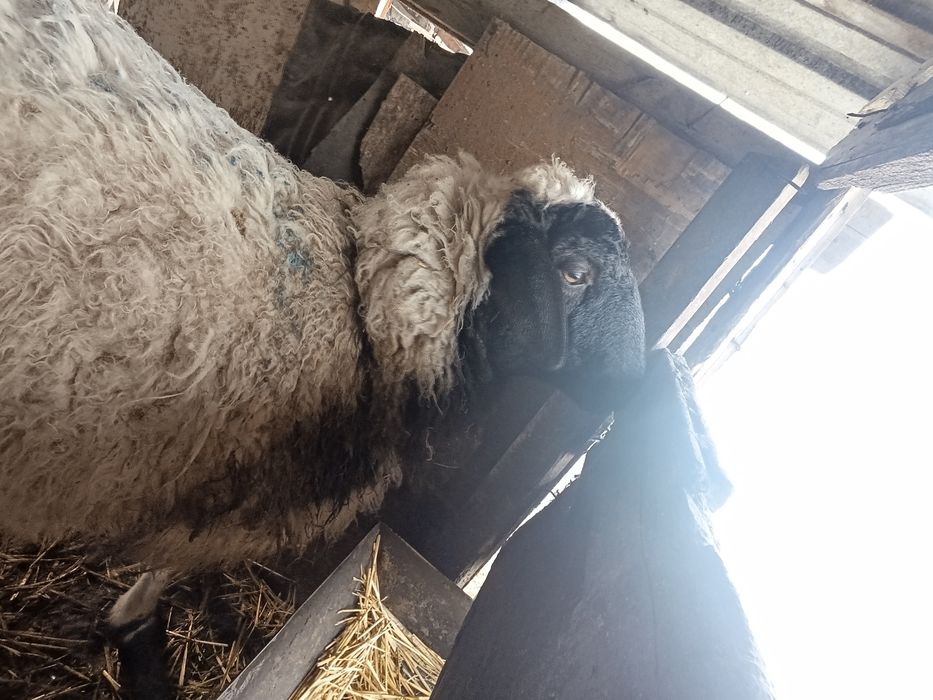 Продам кошкар кастрированный !