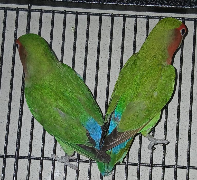 Agapornis  pereche matura reproducatoare