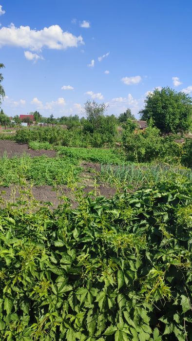 Продам дачу общество Буревестник