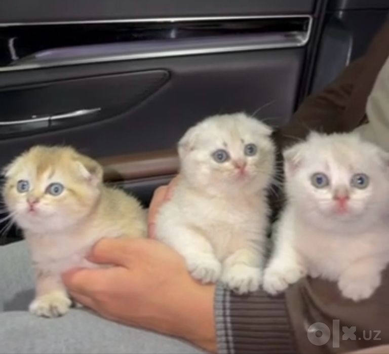 Scottish Fold — серебристая и золотистая шиншилла