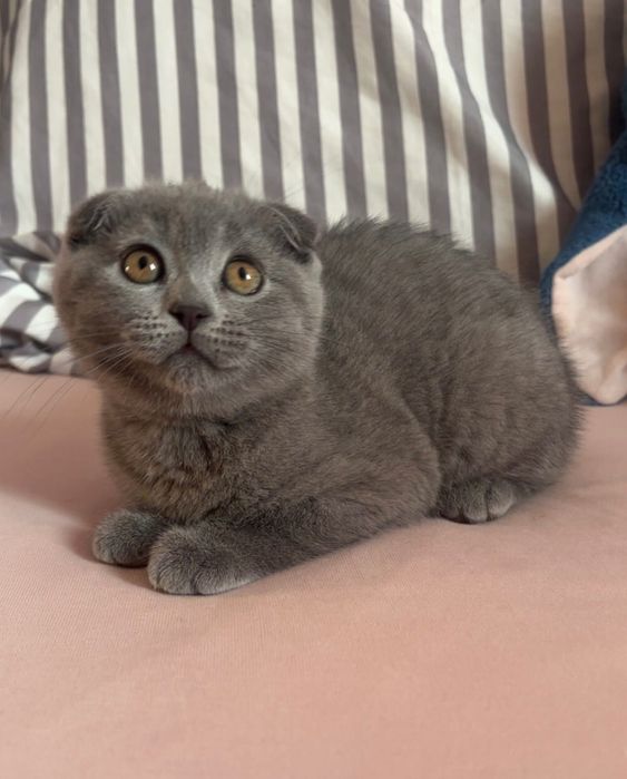 Шотландско котенце