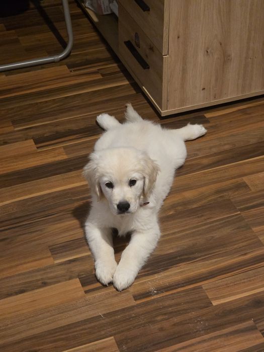 Golden retriever