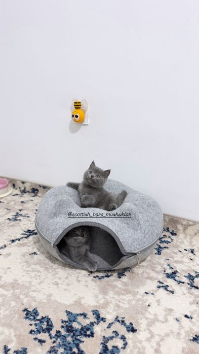 Мушук зотли угилчала котик котята