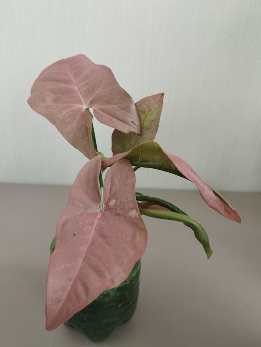 Сингониум Neon Robusta