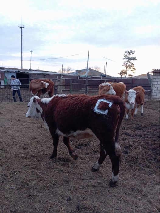 Бойдақ қашар сатылады 1,5 ақбас тұқымды