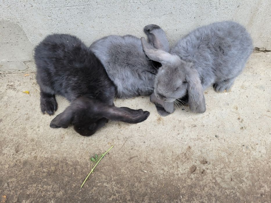 Vand iepuri berbec german