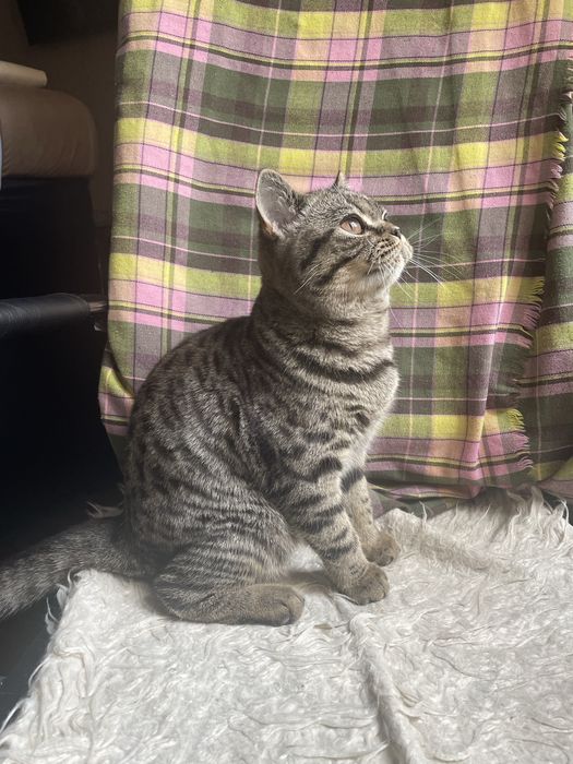 Кошка, девочка. 5 месяцев