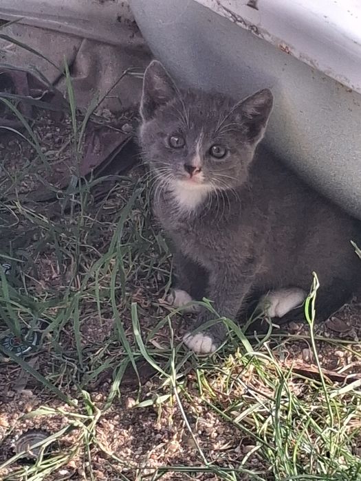 Dau pisoi spre adopție