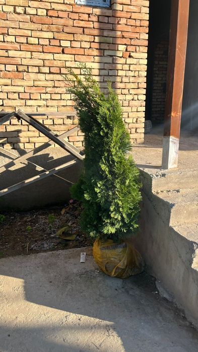 Туя Ёлкасы сатылады