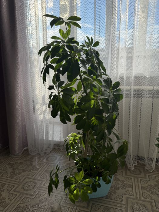 Продам цветы шефлера и замиокулькас