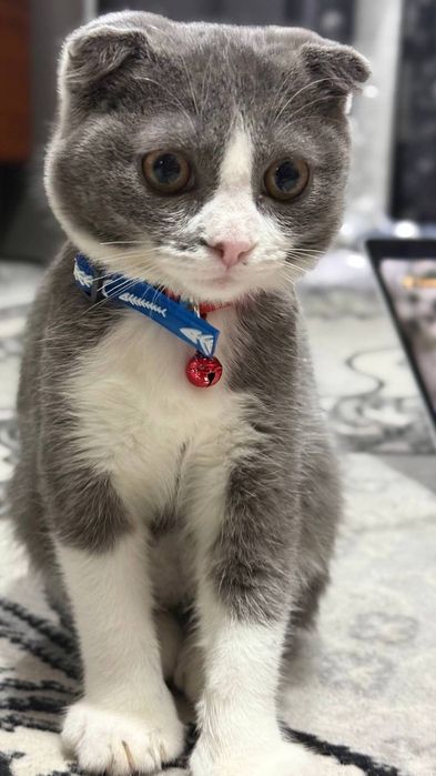 “Scottish Fold erkak mushukka urg‘ochi mushuk kerak”