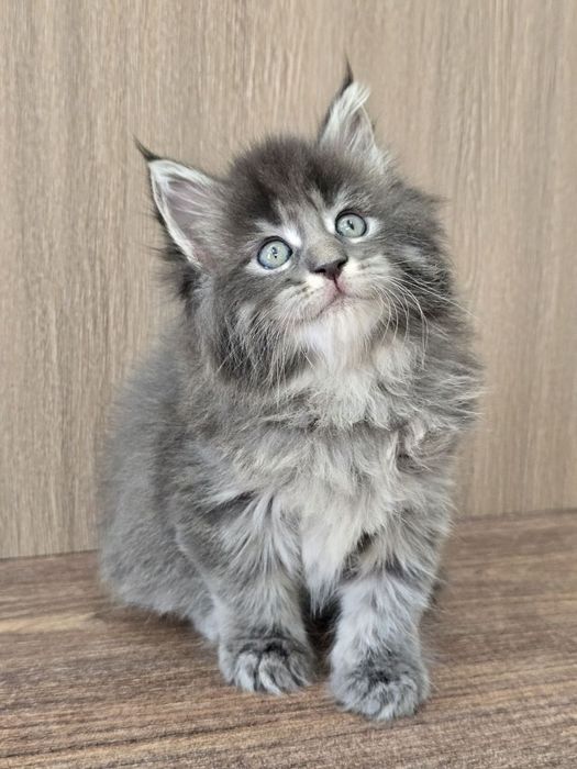 Мейн кун девочка