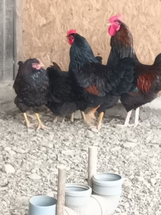 Cocosi Barnevelder
