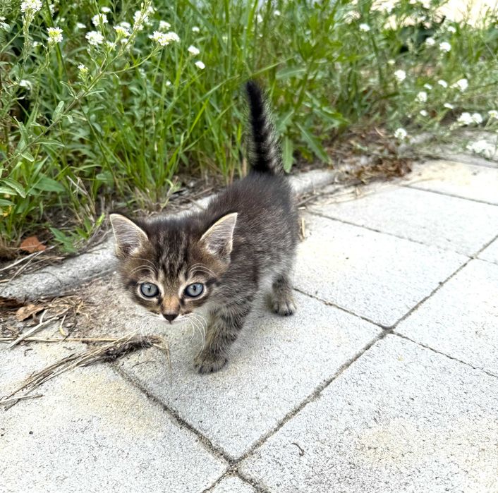 Отдам котят в добрые руки