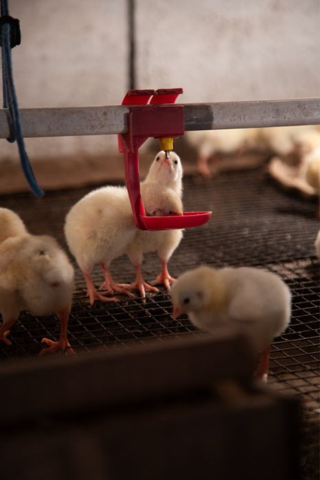 Суточный бройлер  , гусь , утка , несушка !