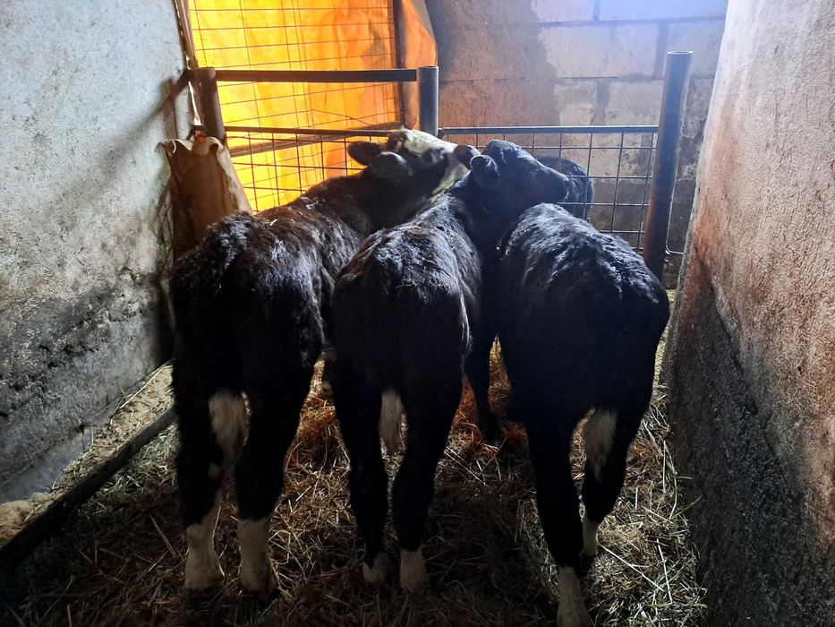 Taurasi disponibili !