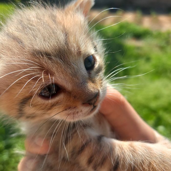 Котёнок девочки родились 20 марта