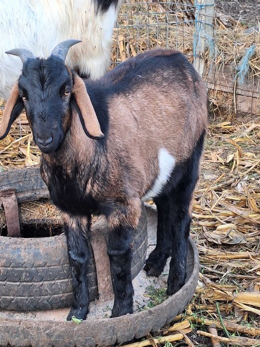 Vand 2 tapi anglo nubieni