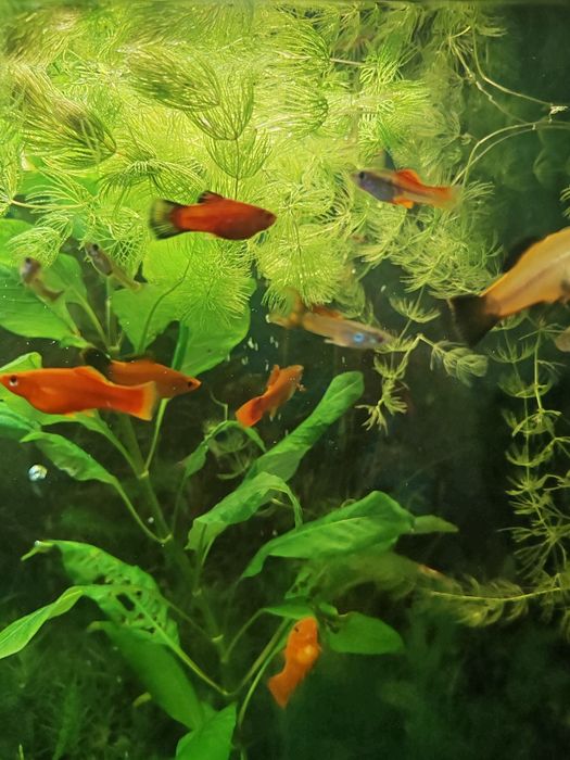 Продам меченосцев