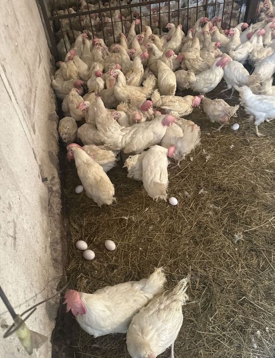 Продам кур несушек белых