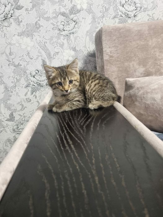 Отдам котят в добрые руки