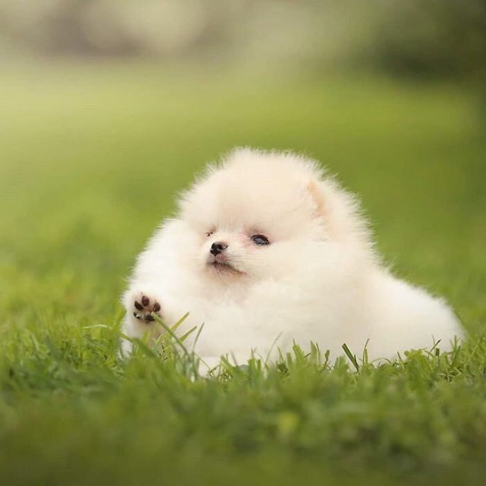 Померанский шпиц, 1,5мес