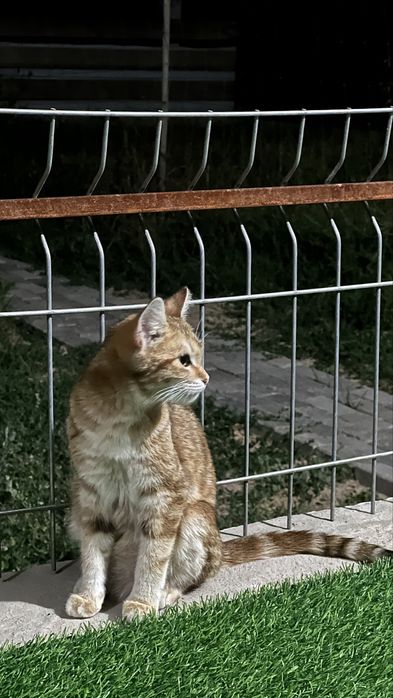 Отдам даром  кошку 10 мес