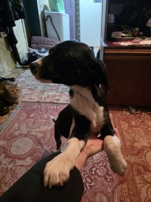 Отдам щенка девочка мама русский спаниель