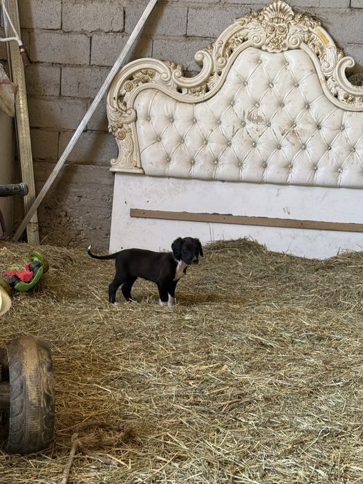 Тазы күшіктер.