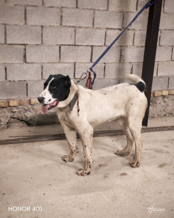 Тобет сатылады молодая