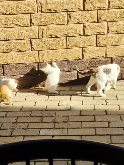 Отдам котят в хорошие руки