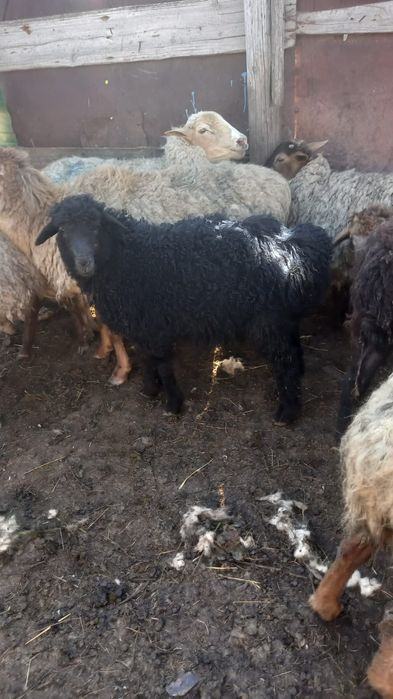 Продается барашки