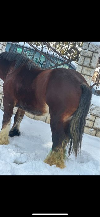 Manz ardenez de vanzare