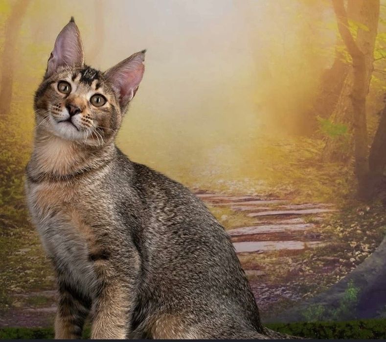 Котятя чаузи милые