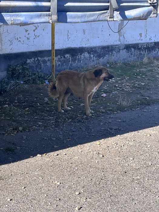 Щенки даром в хорошие руки