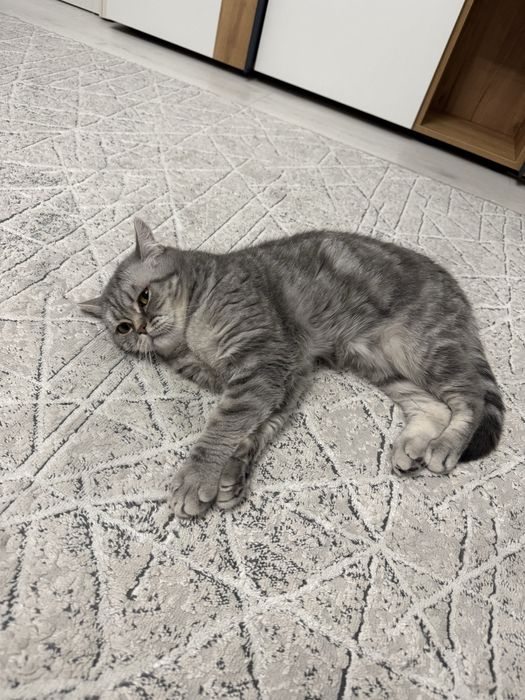 Отдам кошку в добрые руки