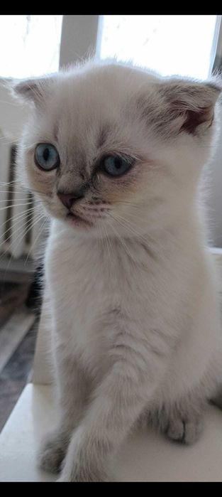 Pisicuțe de rasă 2 luni