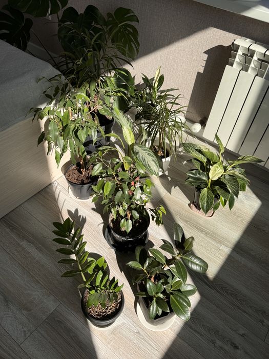 Домашние пересаженные растения