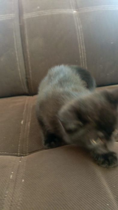 Мальчики в добрые руки