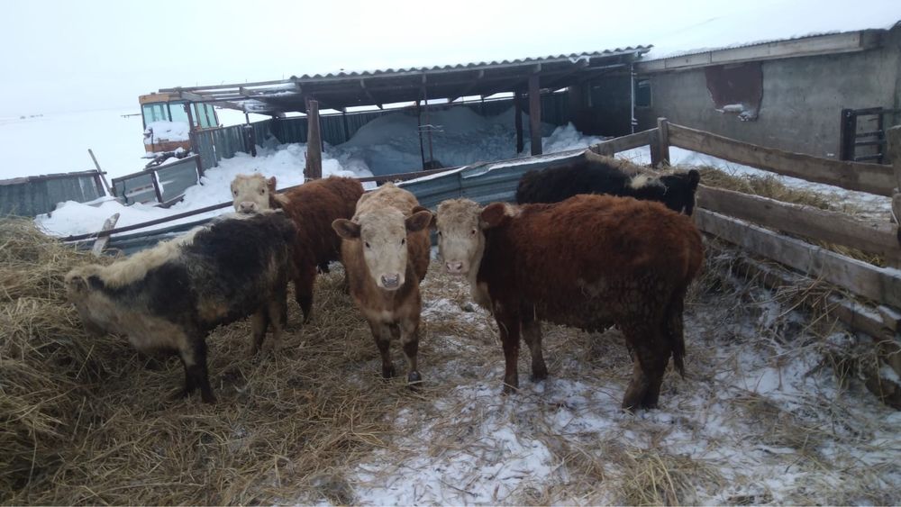 Продаются бычки.