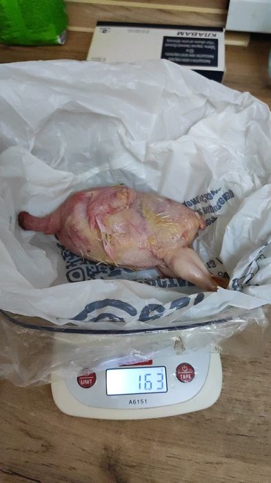 Бөдене еті.Мясо перепелов.