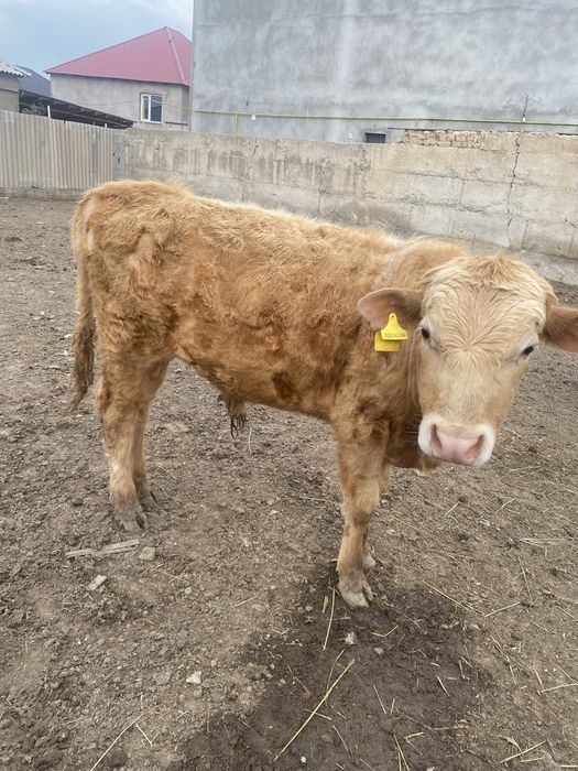 Полторашка огиздер 530000 ар бирине