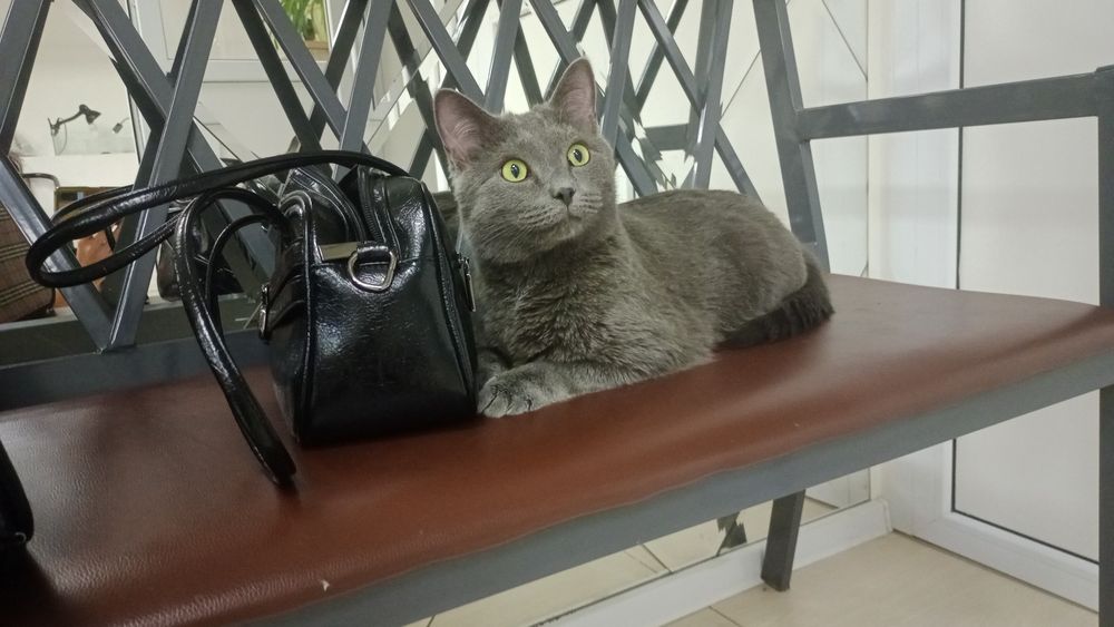 Отдам  котика в добрые руки