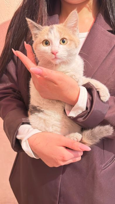 Котенок 3,5 месяцев ,приучена , ласковый