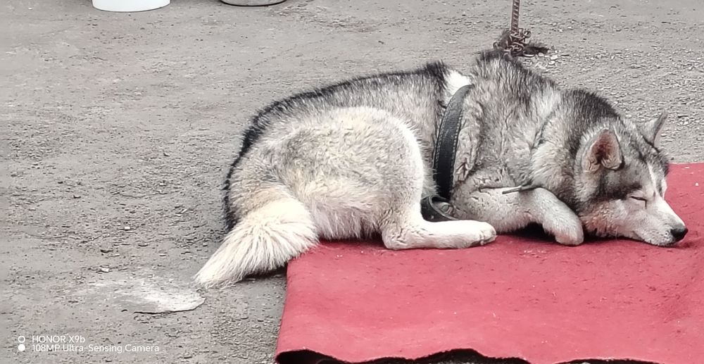 Ищем невесту породы Хаски