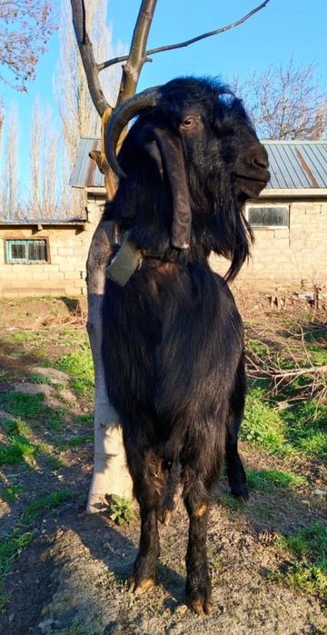 Индийский козёл Битал.