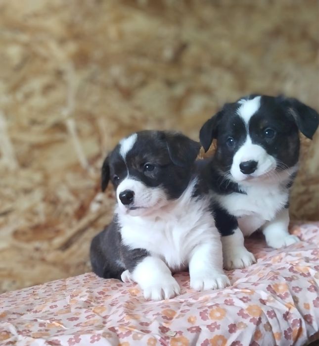 Щенки вельш корги кардиган