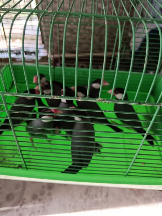 Продам Рисовых Амадин